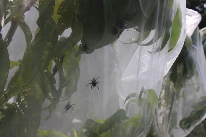 SLF Nymphs