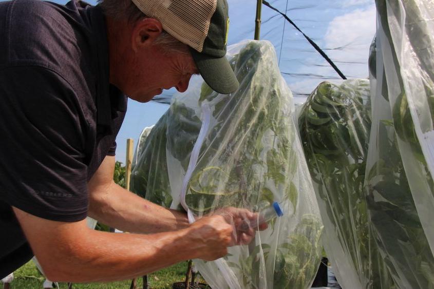 John Rost treating the plants to kill the SLF.