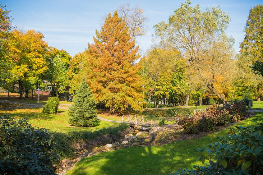 Fall leaves on trees changing color on the Behrend campus